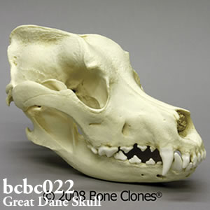 頭骨　頭蓋骨　標本　犬　大型　イヌ