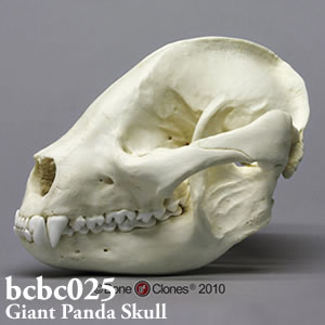 bcbc025 ジャイアントパンダ頭蓋骨模型 Bone Clones ボーンクローン