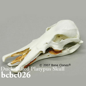 bcbc026 カモノハシ頭蓋骨模型 Bone Clones ボーンクローン