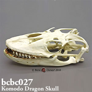 bcbc027 BCBC027 Bone Clones ボーンクローン