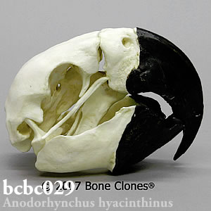 鳥の頭蓋骨模型 BCBC029 スミレコンゴウインコ Bone Clones ボーンクローン