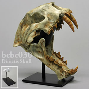 ディニクティス頭蓋骨レプリカ・スタンド付 BCBC030 Dinictis felina Bone Clones ボーンクローン