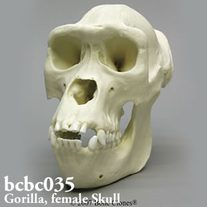 ゴリラ頭蓋骨模型（メス） BCBC035｜動物骨格模型