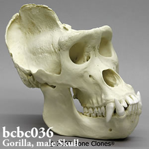 bcbc036 BCBC036 Bone Clones ボーンクローン