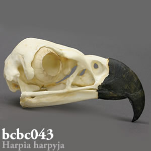 鳥の頭蓋骨模型 BCBC043 オウギワシ Bone Clones ボーンクローン