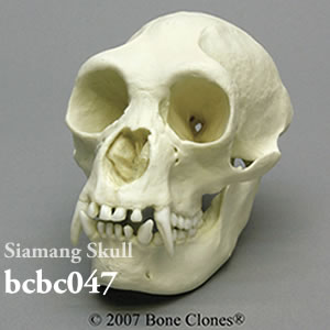 bcbc047 フクロテナガザル頭蓋骨模型（メス） Bone Clones ボーンクローン
