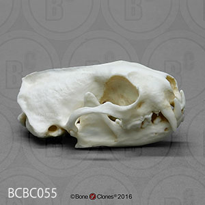 bcbc055 クロアシイタチ頭蓋骨模型 Bone Clones ボーンクローン