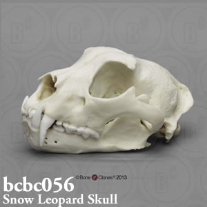 ユキヒョウ頭蓋骨模型 BCBC056 ネコ科動物頭蓋骨レプリカ Bone Clones ボーンクローン