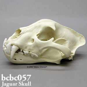 ジャガー頭蓋骨模型 BCBC057 Bone Clones ボーンクローン