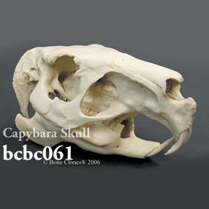 bcbc061 カピバラ頭蓋骨模型 Bone Clones ボーンクローン
