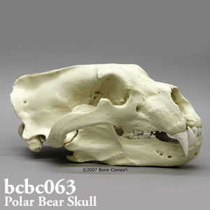bcbc063 ホッキョクグマ頭蓋骨模型 Bone Clones ボーンクローン