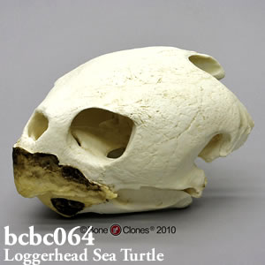 bcbc164 アカウミガメの頭蓋骨レプリカ ボーンクローン
