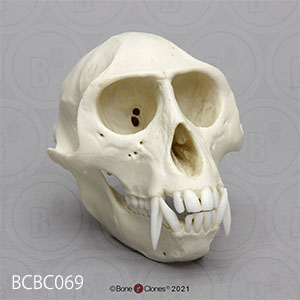 BCBC069 ベルベットモンキー頭蓋骨模型 Bone Clones ボーンクローン