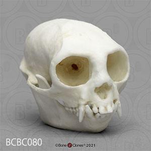 BCBC080 ワタボウシタマリン頭蓋骨模型 Bone Clones ボーンクローン