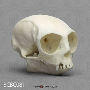 BCBC081 ピグミーマーモセット頭蓋骨模型 Bone Clones ボーンクローン