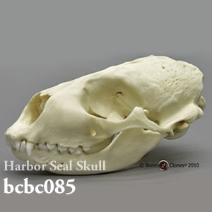 bcbc085 ゼニガタアザラシ頭蓋骨模型 Bone Clones ボーンクローン