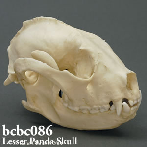 bcbc086 レッサーパンダ頭蓋骨模型 Bone Clones ボーンクローン