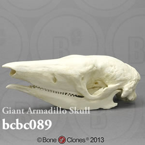 オオアルマジロ頭蓋骨模型 BCBC089 Bone Clones ボーンクローン