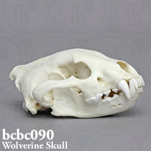 bcbc090 クズリ頭蓋骨模型 Bone Clones ボーンクローン