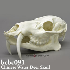 bcbc091 キバノロ頭蓋骨模型 Bone Clones ボーンクローン