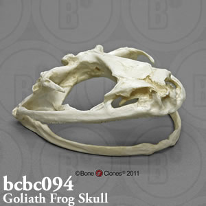 ゴライアスガエル頭蓋骨模型BCBC094 Bone Clones ボーンクローン
