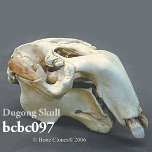 bcbc097 ジュゴン頭蓋骨模型 Bone Clones ボーンクローン