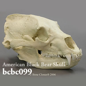 bcbc099 アメリカグマ頭蓋骨模型 Bone Clones ボーンクローン