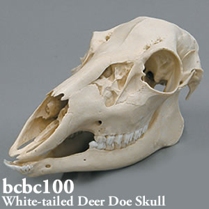 オジロジカ頭蓋骨模型 ｜動物骨格模型