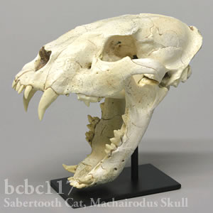 サーベルタイガー、マカイロドゥス頭蓋骨レプリカ BCBC117 Machairodus giganteus Bone Clones ボーンクローン