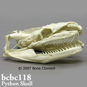 アミメニシキヘビ頭蓋骨模型　BCBC118　ボーンクローン