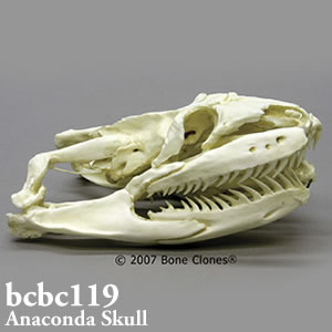 bcbc119 BCBC119 Bone Clones ボーンクローン