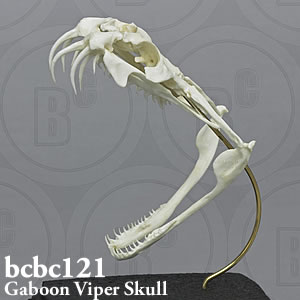 ヘビの頭蓋骨模型　BCBC121ガボンアダー Bone Clones ボーンクローン