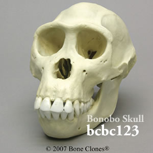 bcbc123 ボノボ頭蓋骨模型（メス） Bone Clones ボーンクローン