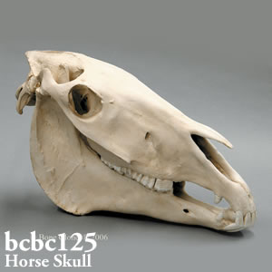 bcbc125 BCBC125 Bone Clones ボーンクローン