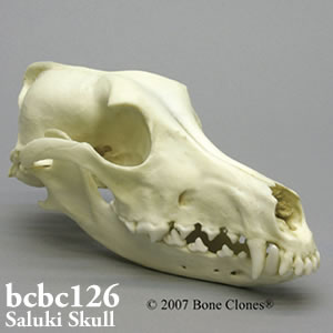 犬の頭蓋骨模型　犬種・サルーキ BCBC126 Bone Clones