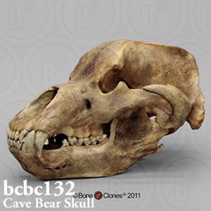 ホラアナグマ頭蓋骨模型 BCBC132 Bone Clones ボーンクローン