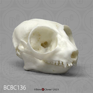 BCBC136 ネズミキツネザル頭蓋骨模型 Bone Clones ボーンクローン