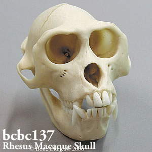 アカゲザル頭蓋骨模型 bcbc137｜動物の頭蓋骨模型