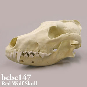 オオカミ頭蓋骨模型 BCBC147 Bone Clones