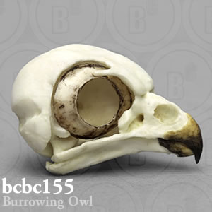 鳥類の頭蓋骨模型 BCBC155 アナホリフクロウ頭骨 Bone Clones