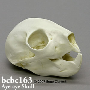 BCBC163 アイアイ頭蓋骨模型 Bone Clones ボーンクローン