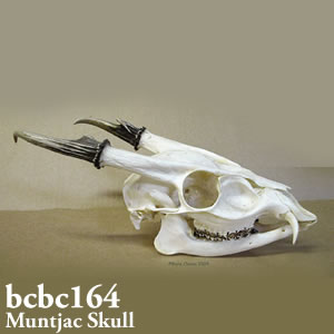 キョン頭蓋骨模型 BCBC164｜動物骨格模型