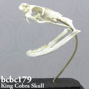 bcbc179 BCBC179 Bone Clones ボーンクローン