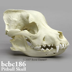 犬の頭蓋骨模型　犬種 ビット・ブル・テリア BCBC186 Bone Clones ボーンクローン