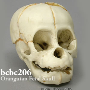 bcbc206 オランウータン頭蓋骨模型（胎児） Bone Clones ボーンクローン