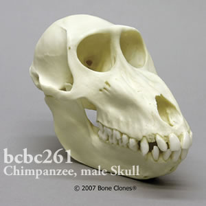 bcbc261 マンドリル頭蓋骨模型（メス） Bone Clones ボーンクローン
