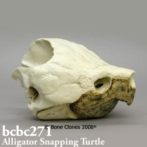 bcbc271 ワニガメの頭蓋骨レプリカ ボーンクローン