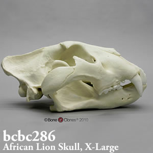 ライオン頭蓋骨模型 bcbc286 Bone Clones ボーンクローン