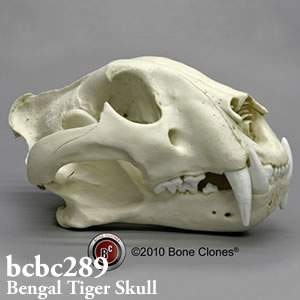 トラ頭蓋骨模型 bcbc289 ベンガルトラ Bone Clones ボーンクローン