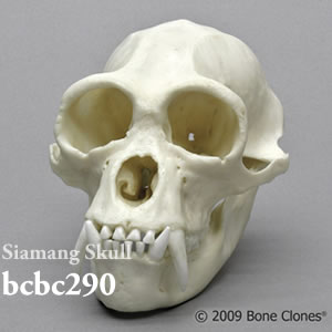 bcbc290 フクロテナガザル頭蓋骨模型（オス） Bone Clones ボーンクローン